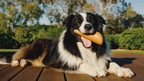 Collagen for Dogs: Complete Guide to Benefits, Chews and Safety