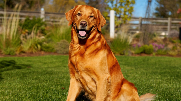 Omega 3 and 6 for Dogs: Skin, Coat and Itch
