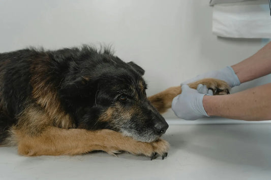 4Cyte for Dogs vs Antino
