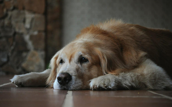 5 Signs Your Older Dog Needs More From Their Daily Walk
