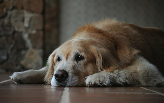 5-signs-your-older-dog-needs-more