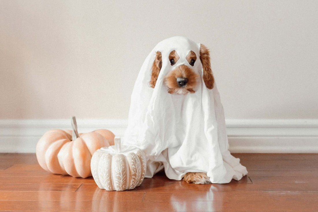 5 Halloween Dog Treat Recipes (Pumpkin, Spooky and Safe)