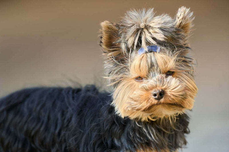 7 Best Small Dog Breeds in Australia