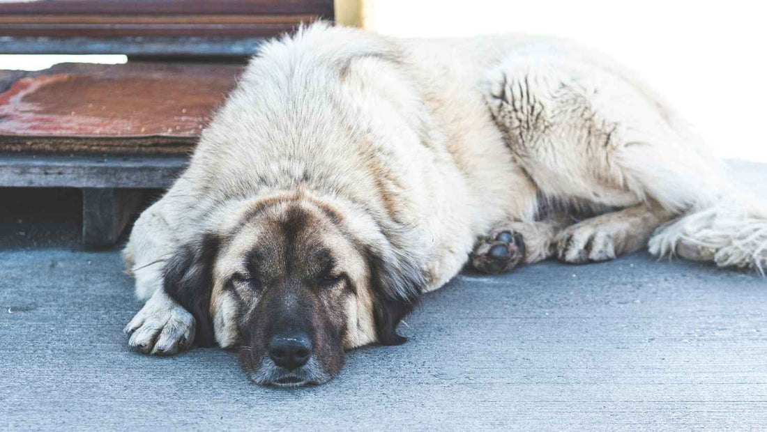 8 Large & Giant Dog Breeds in Australia