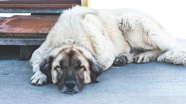 8 Large & Giant Dog Breeds in Australia