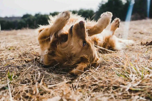 Dog Allergy and Sensitive Skin Relief