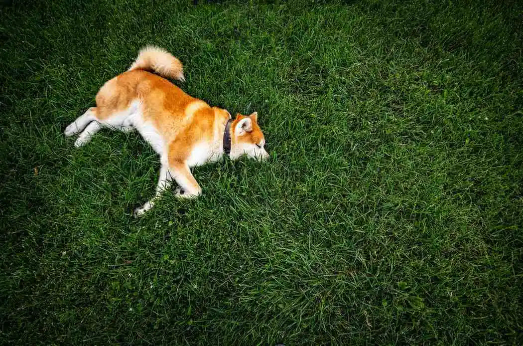 Dog May Need Digestive Support