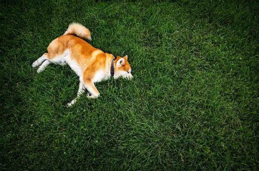 Dog May Need Digestive Support