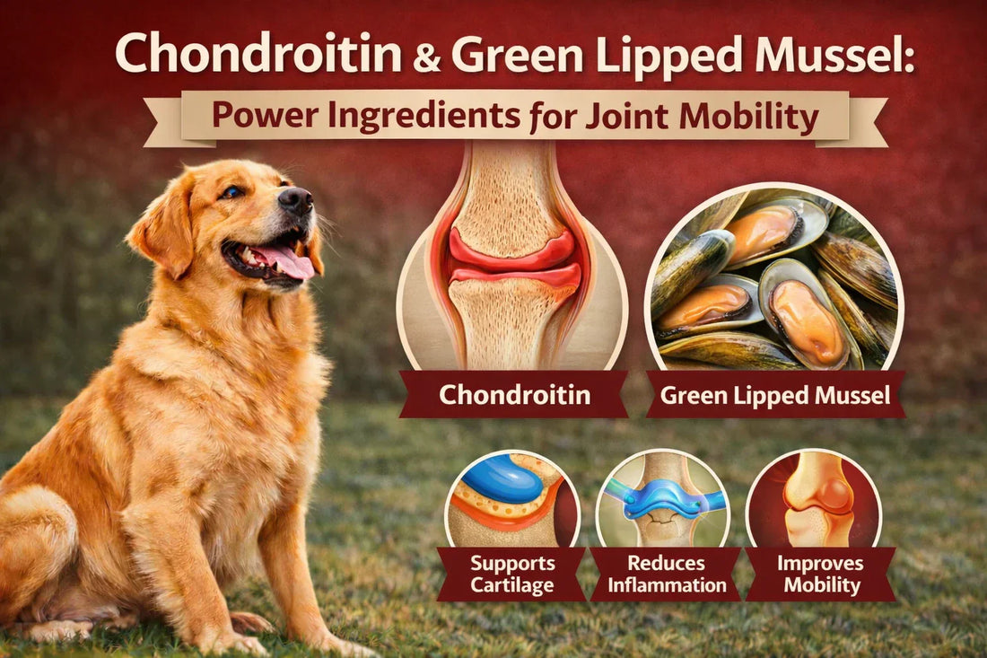 Dog joint mobility support with natural ingredients
