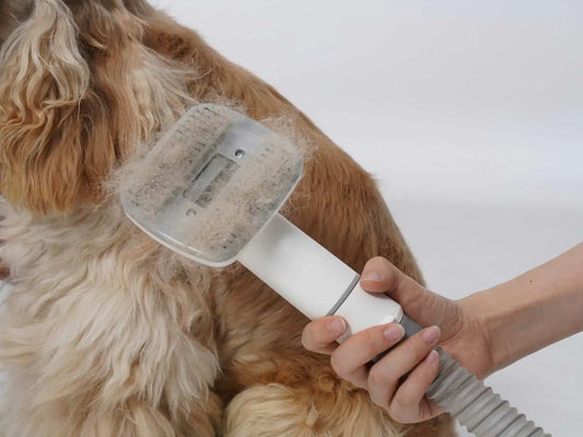 Excessive Shedding in Dogs