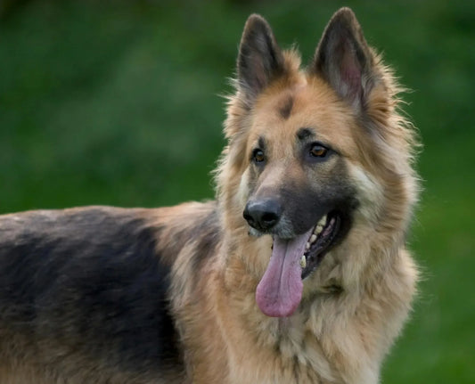 German Shepherd Hip Dysplasia & Degenerative Myelopathy