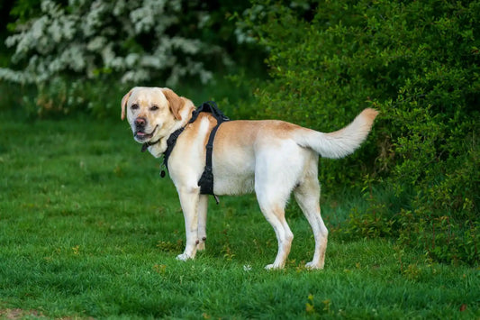 Hip & Elbow Dysplasia in Labradors