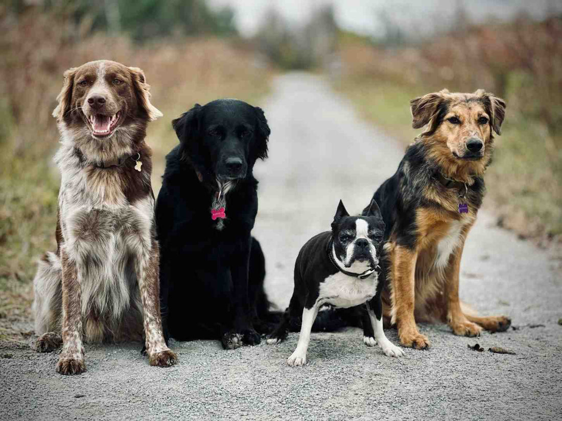how to get a rescue dog to focus during training