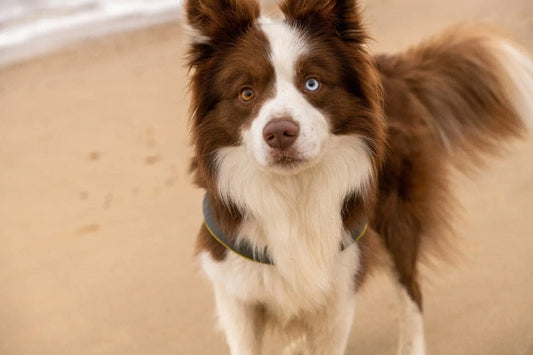 supplements for border collies