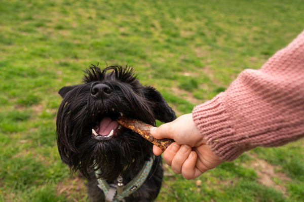 Best Training Treats for Puppies in Australia