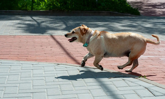 zesty-paws-vs-paw-coat