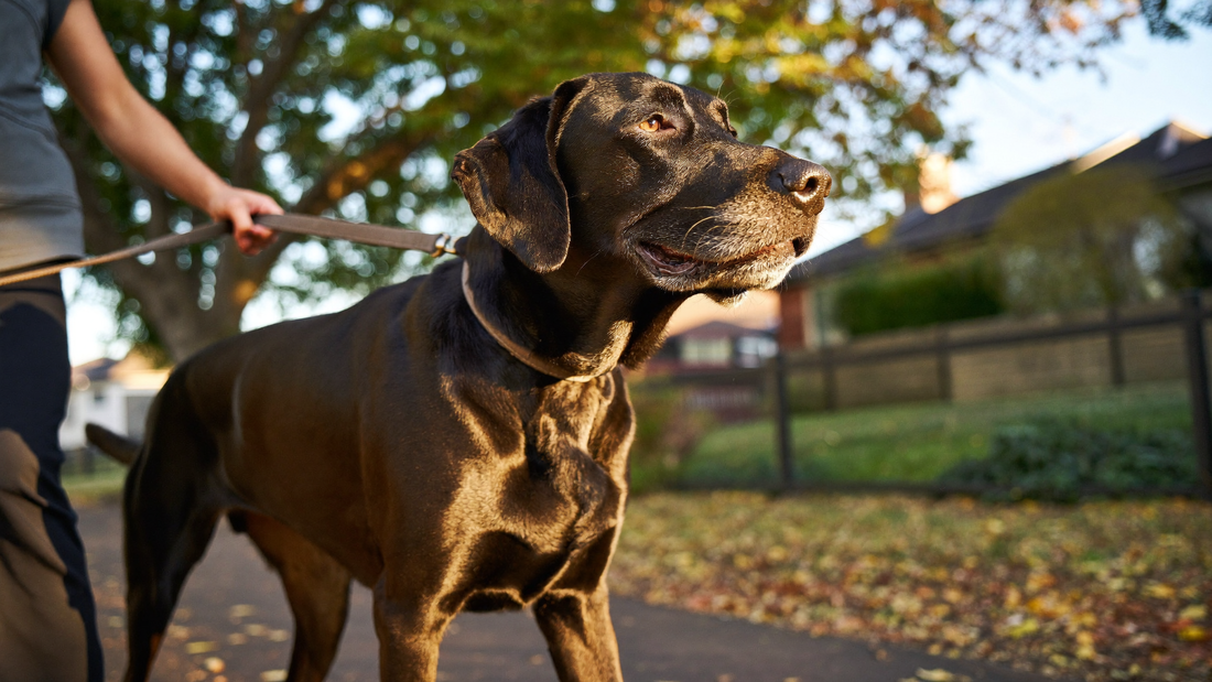 Senior black Labrador walking beside its owner on a leafy Australian footpath