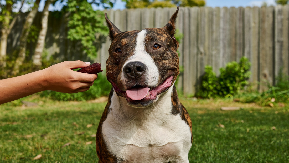Staffordshire Bull Terrier being offered a natural meat treat during training in an Australian backyard