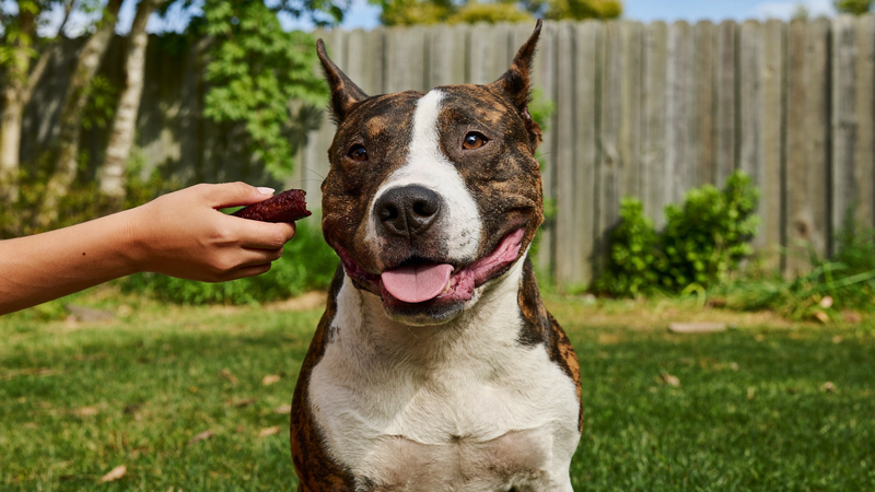 Staffordshire Bull Terrier being offered a natural meat treat during training in an Australian backyard