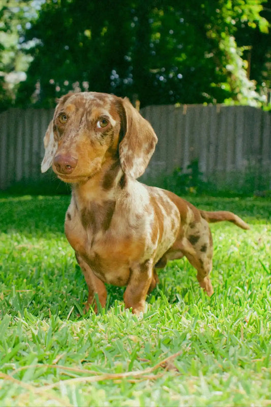 Miniature Dachshund Back Health