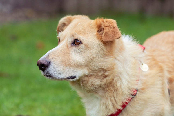 What I Wish I'd Known Before Adopting a Rescue Dog