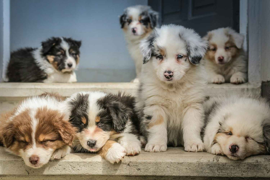 10 Best Family Dog Breeds in Australia