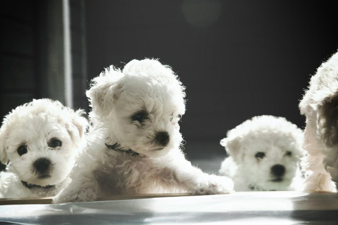 10 Fluffy Dog Breeds That Are Popular in Australia