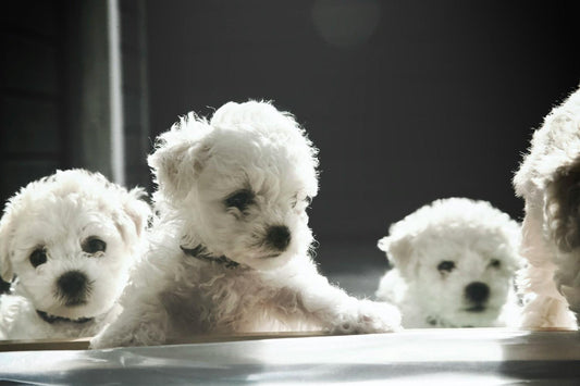10 Fluffy Dog Breeds That Are Popular in Australia