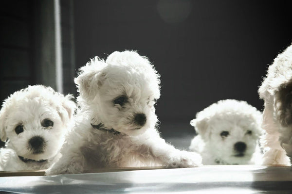 10 Fluffy Dog Breeds That Are Popular in Australia