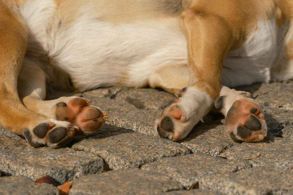 Best Joint Supplement for Dogs in Australia