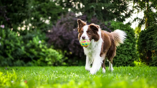 border-collie-hip-dysplasia