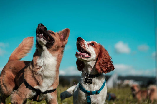 Starting From Scratch: Building a Dog Health Routine That Actually Sticks