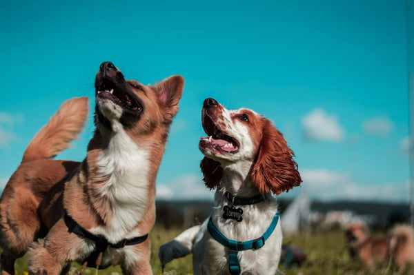 Starting From Scratch: Building a Dog Health Routine That Actually Sticks