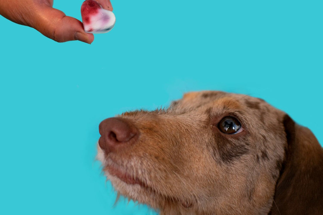 Can Dogs Eat Halloween Candy? Chocolate, Lollies and What to Do