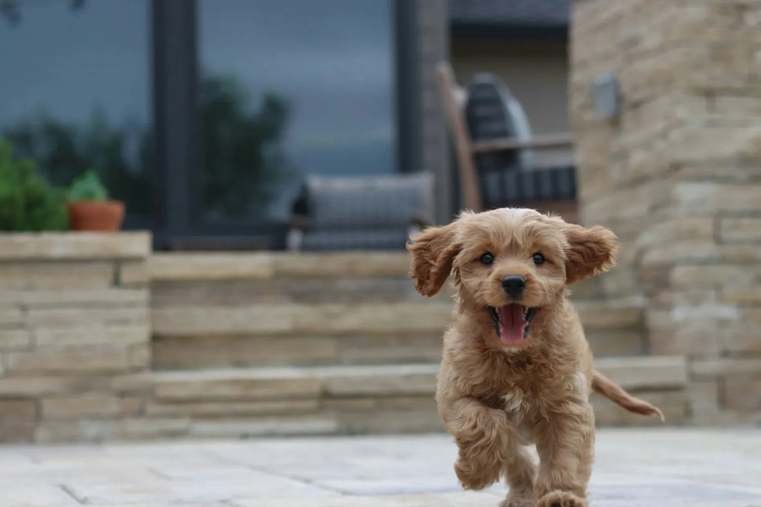 Cavoodle Health Guide: Skin Care, Coat Health and Keeping Australia's #1 Dog Thriving