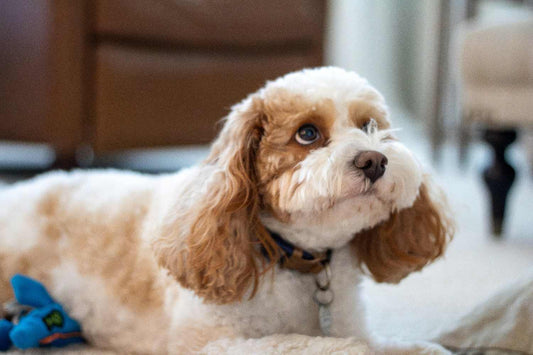 Cavoodle Knee Problems: What Is Patellar Luxation?