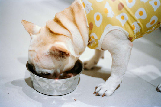 Chicken Dog Food Recipe: A Simple, Balanced Everyday Meal