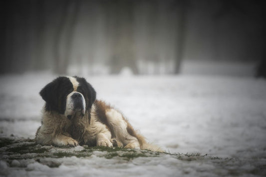 Cold Mornings, Stiff Dogs: What Winter Does to Ageing Joints