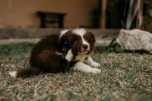 Understanding Common Dog Skin Issues