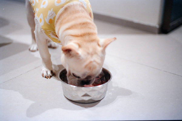 Do Dogs on Homemade Food Need Supplements? Here's the Truth