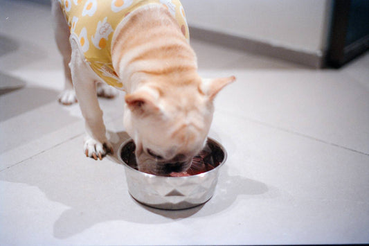 Do Dogs on Homemade Food Need Supplements? Here's the Truth