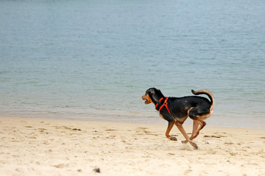 dog-at-beach