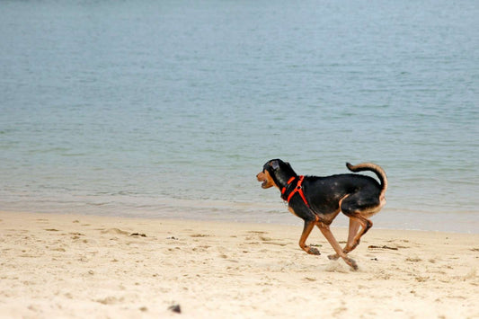 dog-at-beach