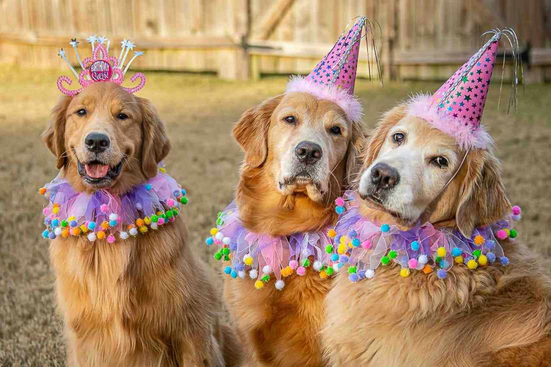 How to Throw a Dog Birthday Party That Is Not Embarrassing