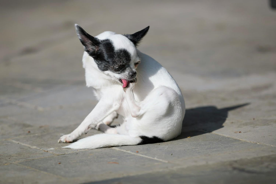 Dog Food Recipe for Itchy Skin: Ingredients That Actually Help