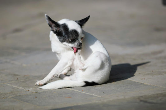 Dog Food Recipe for Itchy Skin: Ingredients That Actually Help