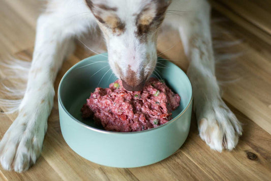 Dog Food Recipe for Senior Dogs: Joint-Friendly Meals That Still Taste Great