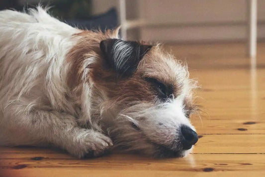 Dog Gut Health and Digestive Support