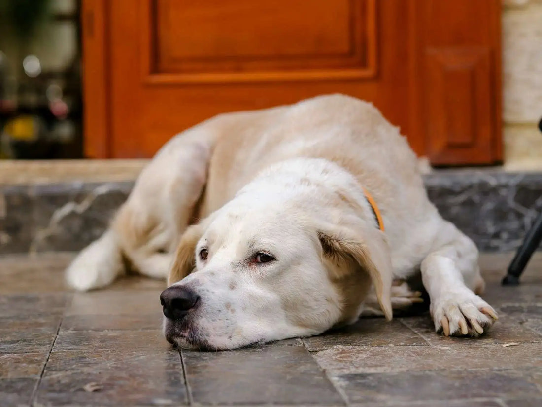 Why Gut Health Matters for Dogs