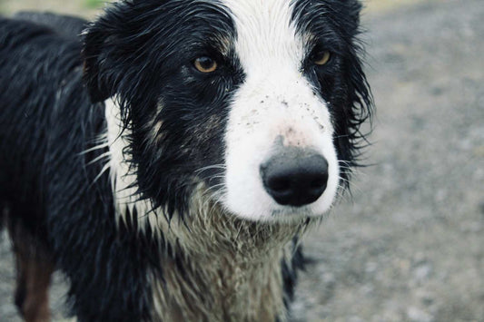 Should You Walk Your Dog in the Rain? The Honest Answer